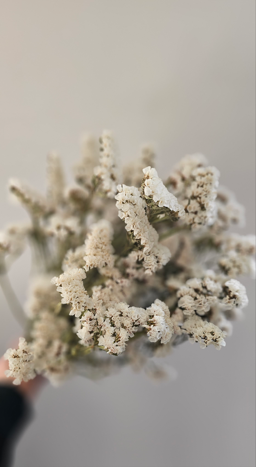 Dried Limonium, Statice, White