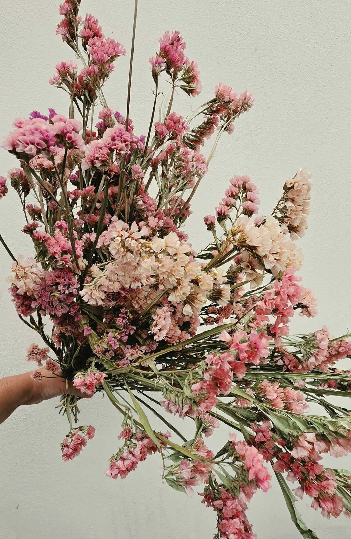 Dried Limonium, Statice, Apricot