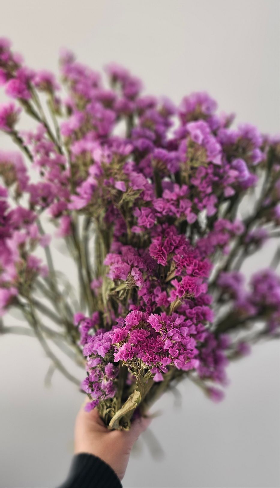 Dried Limonium, Statice, Pink