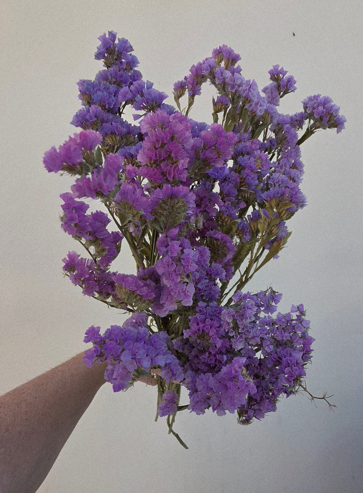 Dried Limonium, Statice, Pink/Purple